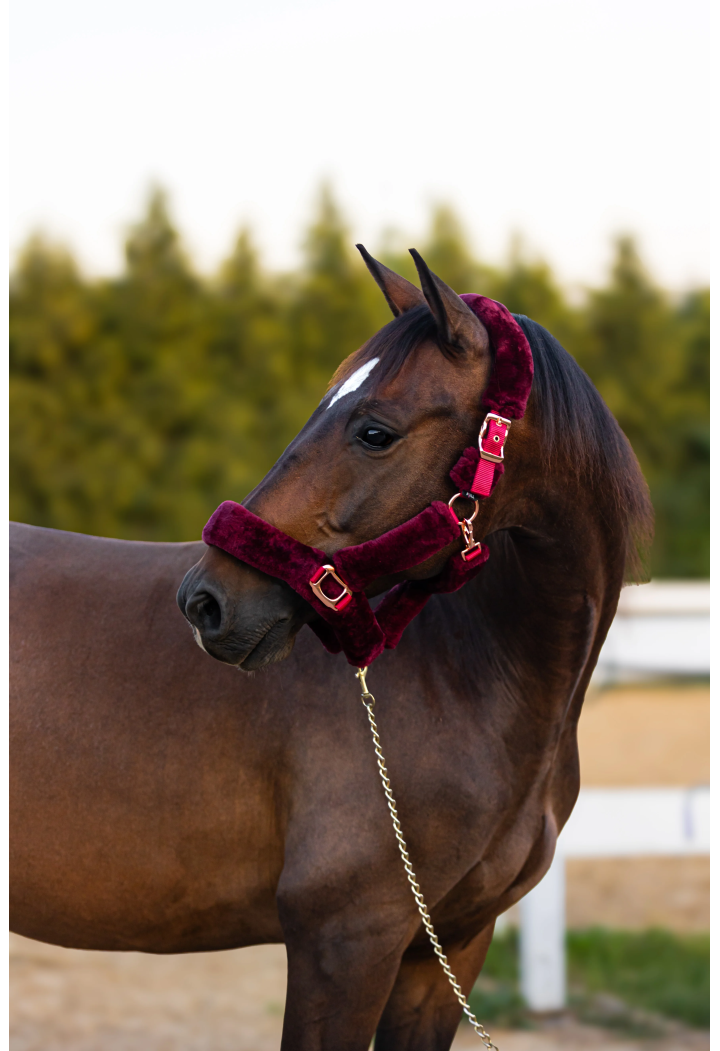 Halfter START Teddy RoseGold