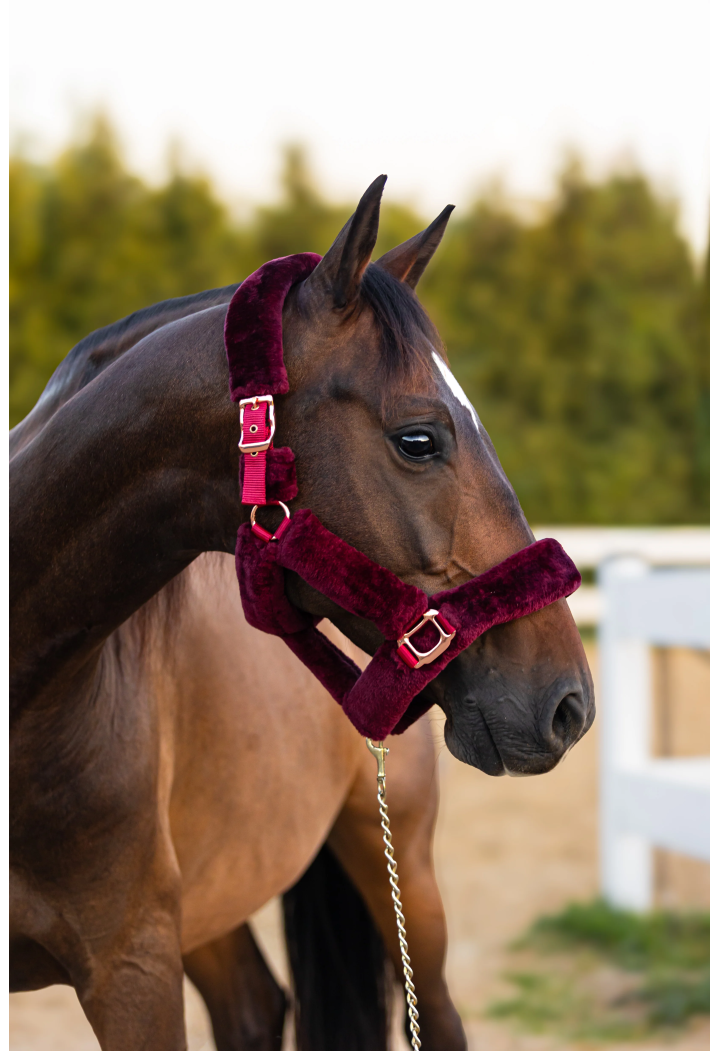 Headcollar START Teddy RoseGold