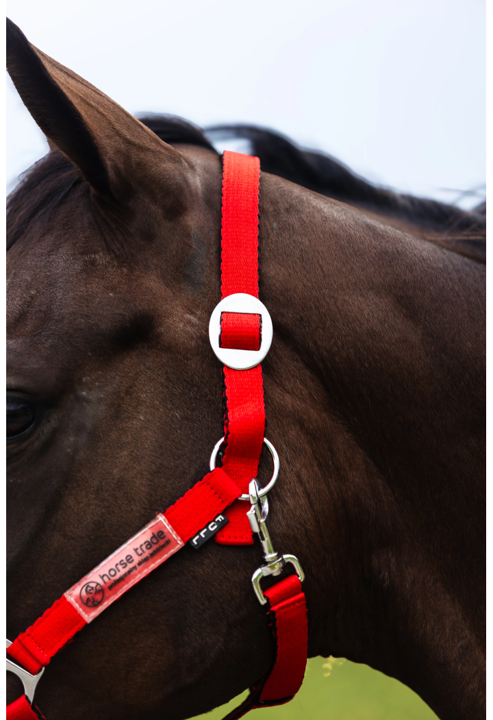 Ohlávka HORSE-TRADE Soft Neon