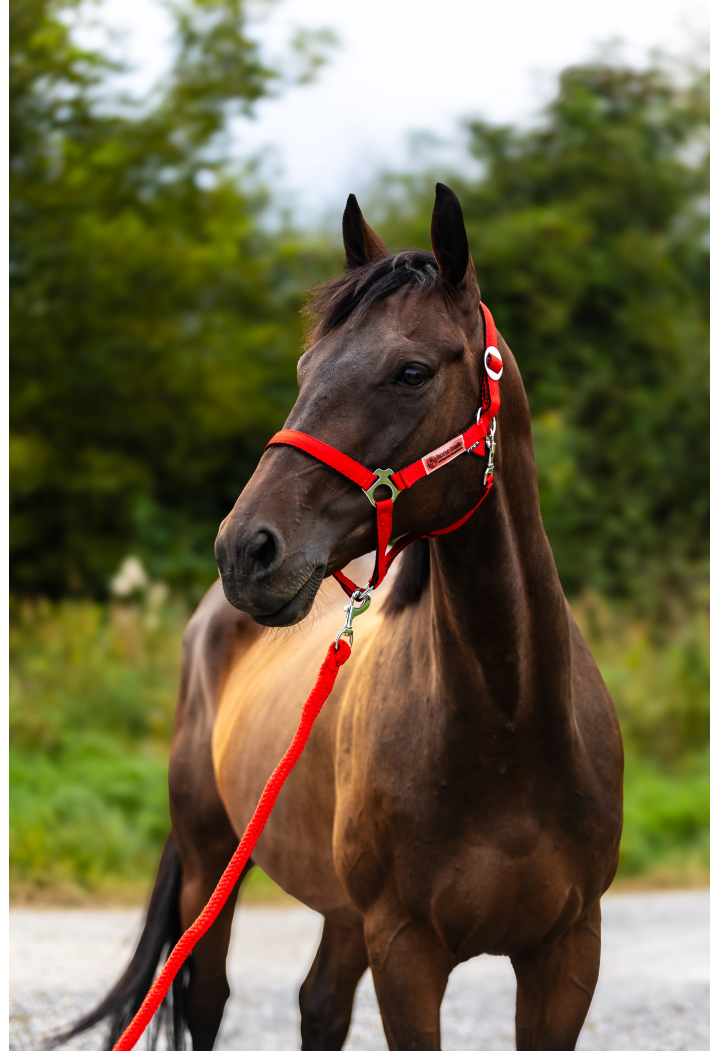 Ohlávka HORSE-TRADE Soft Neon