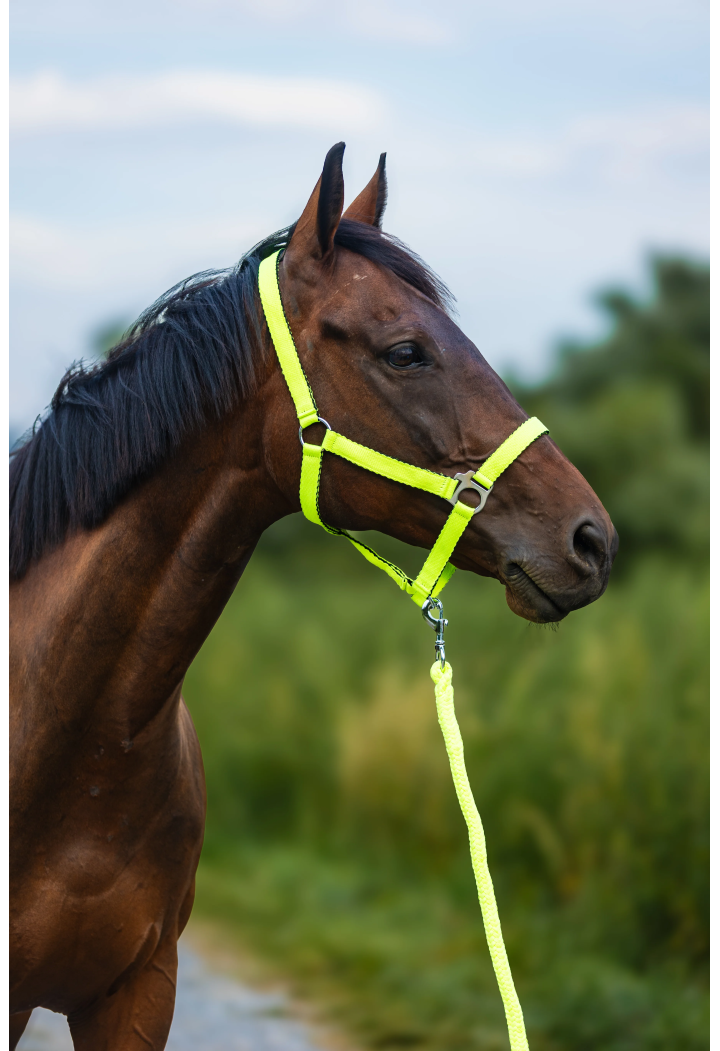 Cavezza HORSE-TRADE Soft Neon