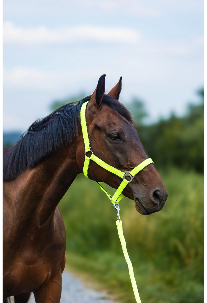 Cavezza HORSE-TRADE Soft Neon