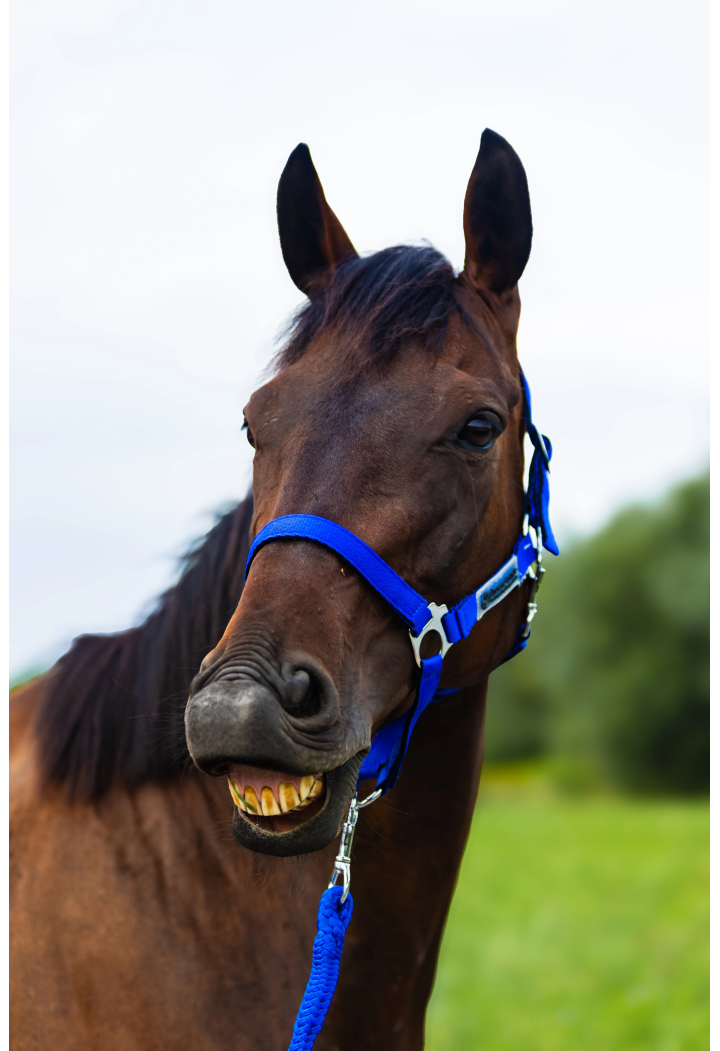 Căpăstru HORSE-TRADE Soft Neon