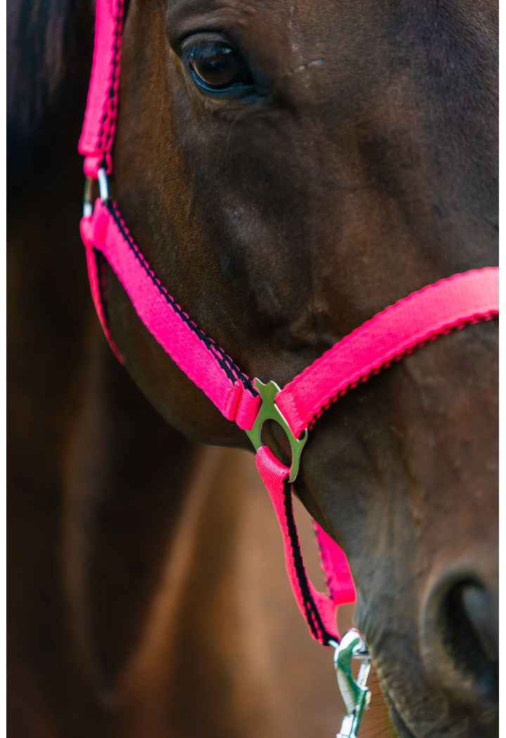 HORSE-TRADE Soft Neon Halfter