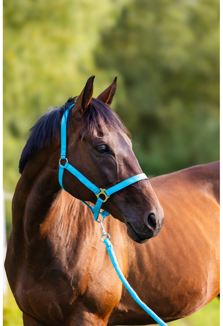 Vodítko HORSE-TRADE Soft Neon
