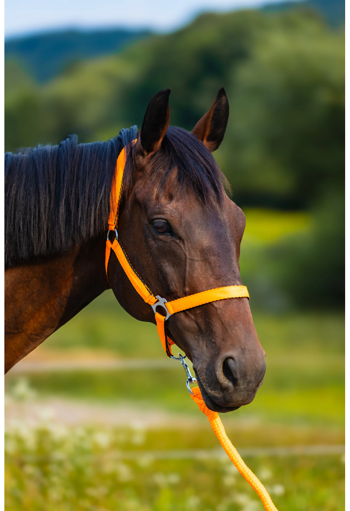 Lunghina HORSE-TRADE Soft Neon