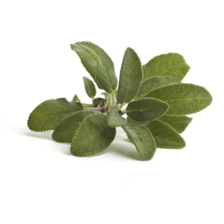Salbei EQUIHERBS