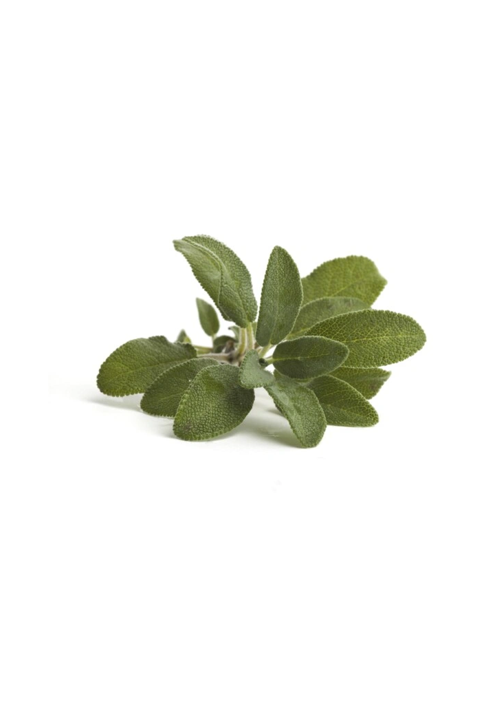 Sage herb EQUIHERBS