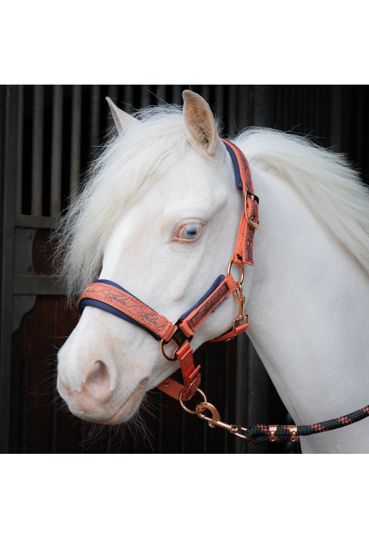 Halfter Führstrick Harry's Horse LouLoul 26 AW
