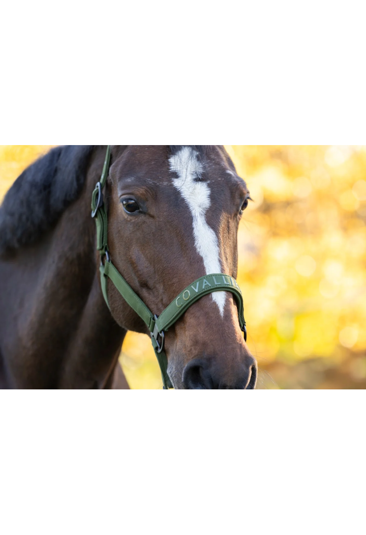 Headcollar COVALLIERO 26AW