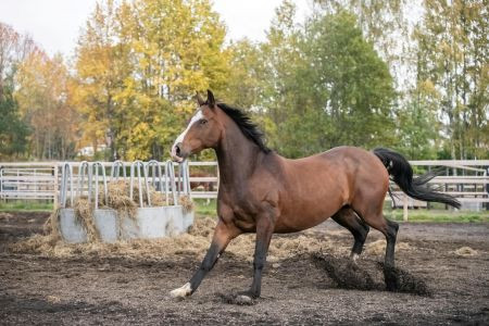 Co na stawy dla konia? Przewodnik po suplementach i naturalnej pielęgnacji