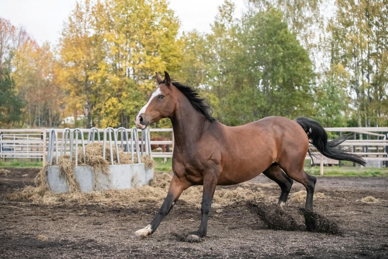 Co na stawy dla konia? Przewodnik po suplementach i naturalnej pielęgnacji