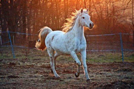 Czosnek dla koni - Naturalne wsparcie dla zdrowia Twojego rumaka