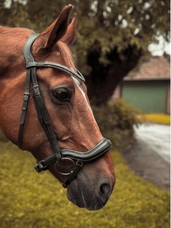 Ogłowie dla konia START Selene anatomiczne | Sklep jeździecki Horse-Trade.pl