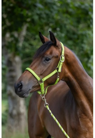 Kantar COVALLIERO Mustang